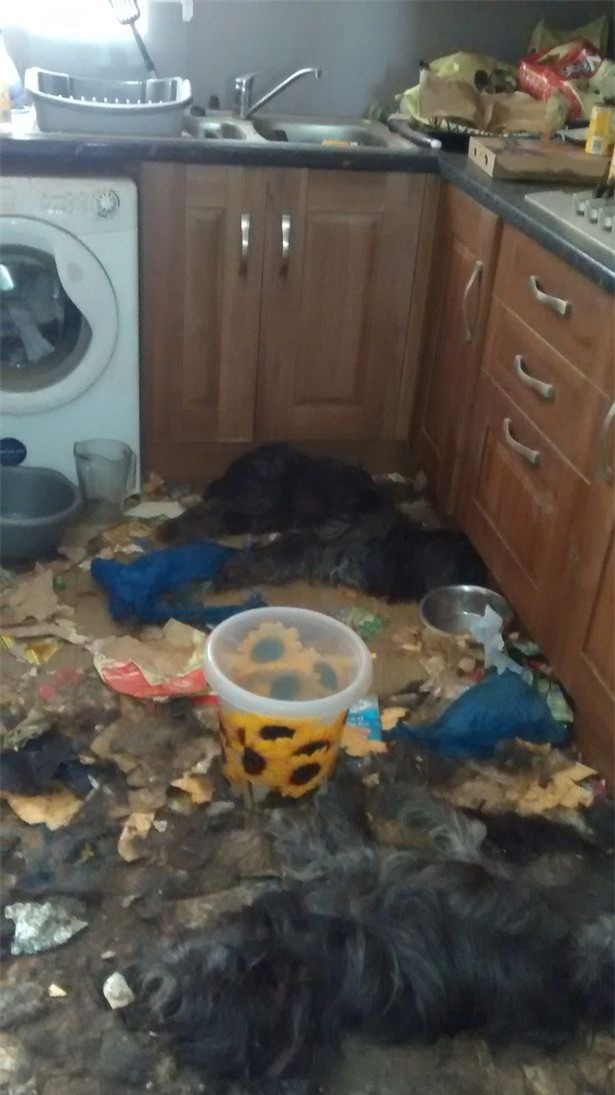 Video: Khung cảnh kinh hoàng bên trong căn nhà nơi 2 chú chó bị bỏ đói tới chết - Ảnh 2.