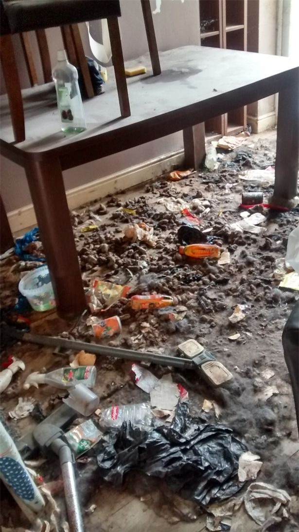 Video: Khung cảnh kinh hoàng bên trong căn nhà nơi 2 chú chó bị bỏ đói tới chết - Ảnh 3.