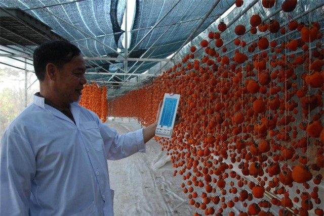 Trong nhà sấy hồng luôn được duy trì mức nhiệt độ từ 25 - 30 độ C và độ ẩm khoảng 50% (các cơ sở phải dùng máy đo nhiệt độ để kịp thời điều chỉnh nhiệt độ và độ ẩm cho trái hồng) sau khoảng 3 tuần trái hồng sẽ từ từ khô lại và vẫn giữ được vị ngọt tự nhiên