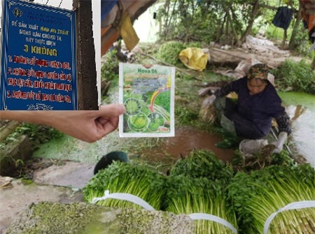 vua-rau-an-toan-1841