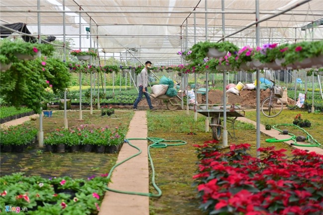 Lang hoa dep it nguoi biet o Hung Yen hinh anh 1