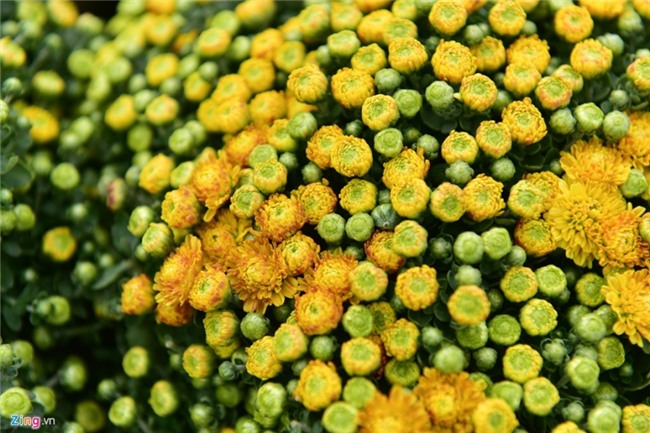 Lang hoa dep it nguoi biet o Hung Yen hinh anh 10