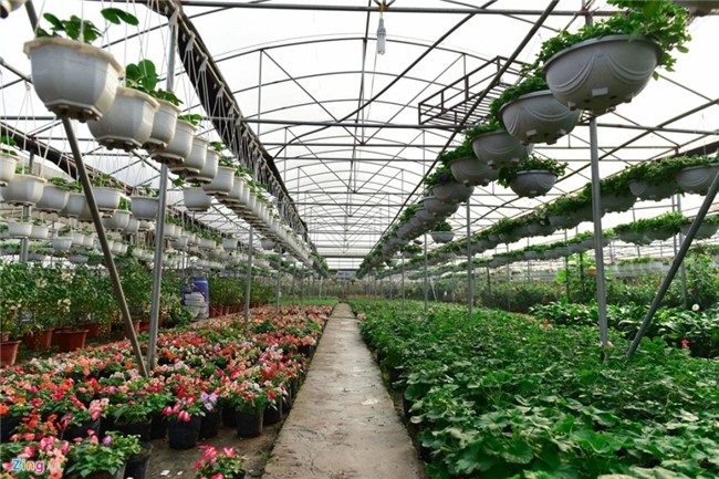 Lang hoa dep it nguoi biet o Hung Yen hinh anh 4