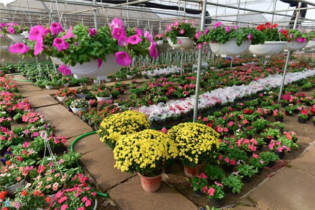 Lang hoa dep it nguoi biet o Hung Yen hinh anh 6