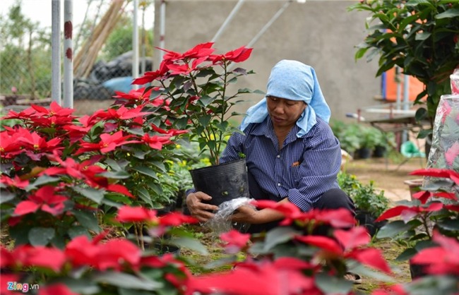 Lang hoa dep it nguoi biet o Hung Yen hinh anh 7