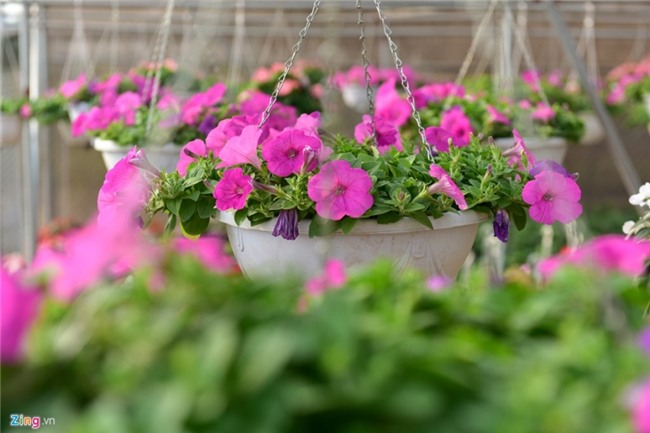 Lang hoa dep it nguoi biet o Hung Yen hinh anh 8