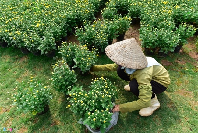Lang hoa dep it nguoi biet o Hung Yen hinh anh 9
