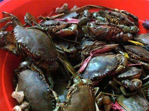 Mua 2,7 kg cua, “gánh” 1 kg… giẻ rách