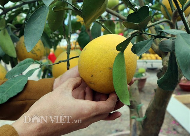 chuyen gia chi cach chon buoi dien chuan ngon “het say” hinh anh 3