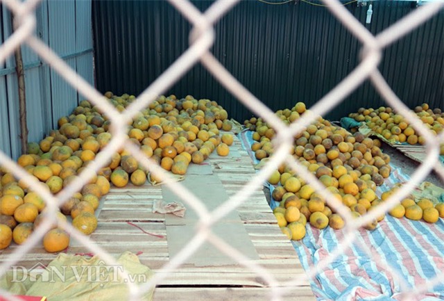 chuyen gia chi cach chon buoi dien chuan ngon “het say” hinh anh 5