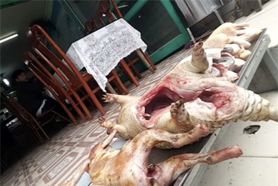 Thịt thú rừng 'khoe' săn ở Vườn quốc gia Tam Đảo có thể là... chuột cống