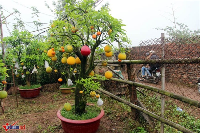 Kỳ lạ cây 9 loại quả cùng chín rộ vào Tết