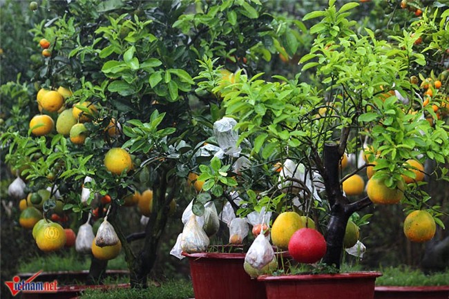 Kỳ lạ cây 9 loại quả cùng chín rộ vào Tết