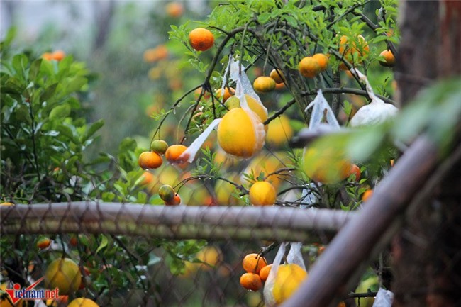 Kỳ lạ cây 9 loại quả cùng chín rộ vào Tết