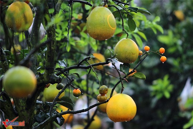 Kỳ lạ cây 9 loại quả cùng chín rộ vào Tết