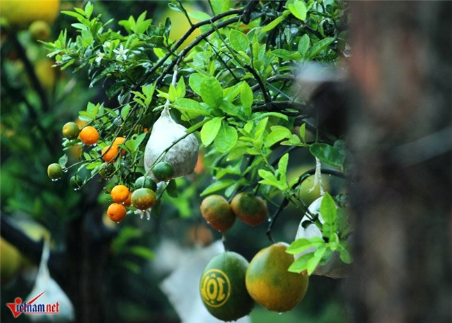 Kỳ lạ cây 9 loại quả cùng chín rộ vào Tết