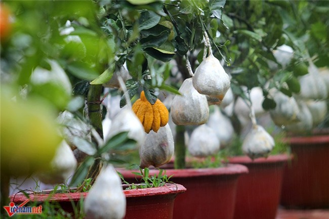 Kỳ lạ cây 9 loại quả cùng chín rộ vào Tết