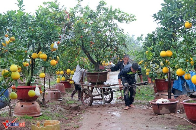 Kỳ lạ cây 9 loại quả cùng chín rộ vào Tết