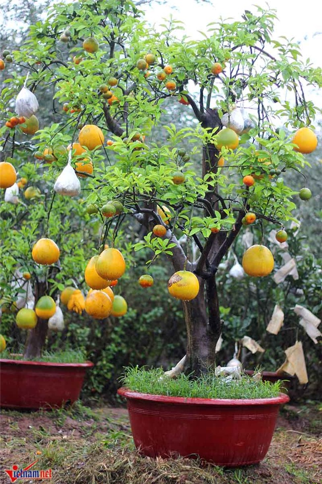 Kỳ lạ cây 9 loại quả cùng chín rộ vào Tết