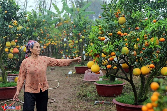 Kỳ lạ cây 9 loại quả cùng chín rộ vào Tết