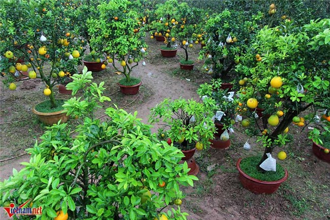 Kỳ lạ cây 9 loại quả cùng chín rộ vào Tết