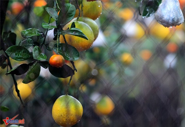 Kỳ lạ cây 9 loại quả cùng chín rộ vào Tết