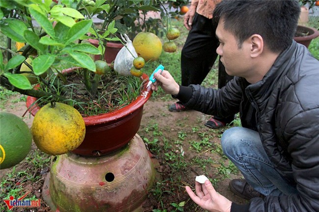 Kỳ lạ cây 9 loại quả cùng chín rộ vào Tết