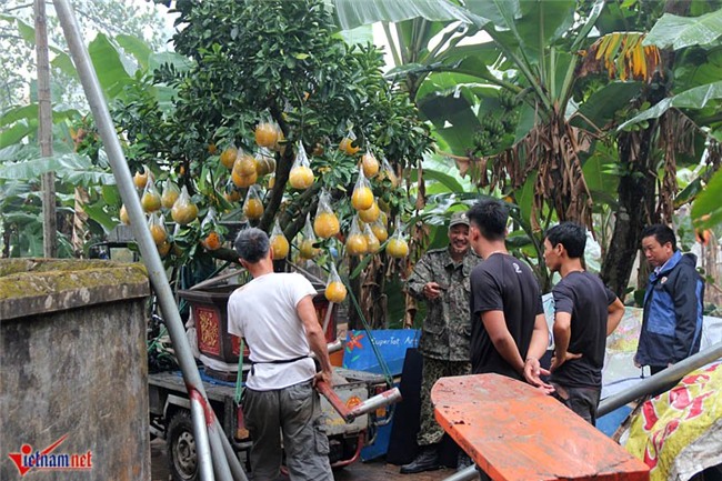 Kỳ lạ cây 9 loại quả cùng chín rộ vào Tết