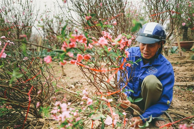 Rằm tháng Chạp, đã thấy nôn nao vị Tết khi hoa đào về trên phố xuân - Ảnh 13.