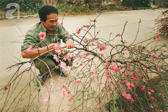 Rằm tháng Chạp, đã thấy nôn nao vị Tết khi hoa đào về trên phố xuân - Ảnh 15.