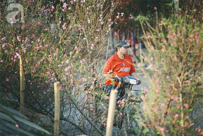 Rằm tháng Chạp, đã thấy nôn nao vị Tết khi hoa đào về trên phố xuân - Ảnh 19.