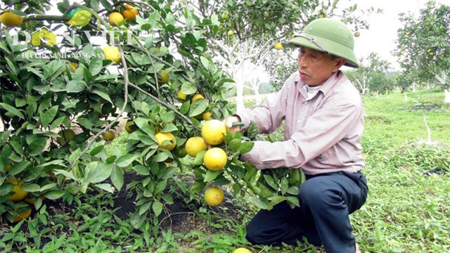 70.000 dong moi qua, dac san cam xa doai khong du ban hinh anh 1