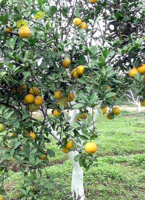 70.000 dong moi qua, dac san cam xa doai khong du ban hinh anh 2