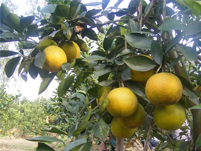 70.000 dong moi qua, dac san cam xa doai khong du ban hinh anh 3