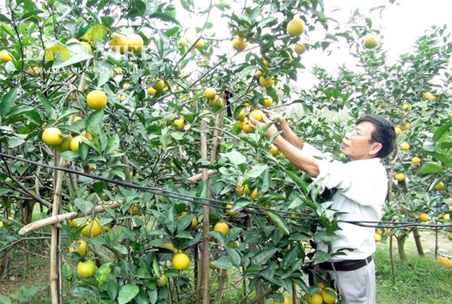 70.000 dong moi qua, dac san cam xa doai khong du ban hinh anh 4