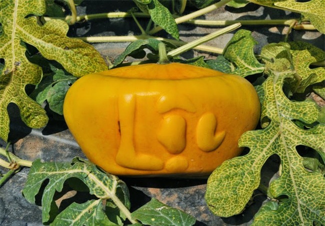 5 loại trái cây khắc chữ giá tiền triệu vẫn nhiều người tìm mua dịp Tết - Ảnh 10.