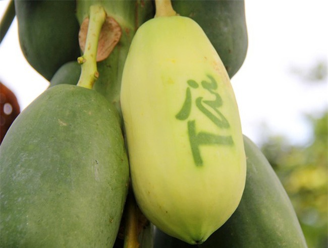 5 loại trái cây khắc chữ giá tiền triệu vẫn nhiều người tìm mua dịp Tết - Ảnh 3.
