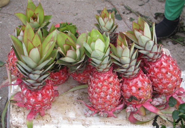 5 loại trái cây khắc chữ giá tiền triệu vẫn nhiều người tìm mua dịp Tết - Ảnh 8.