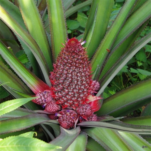 5 loại trái cây khắc chữ giá tiền triệu vẫn nhiều người tìm mua dịp Tết - Ảnh 9.