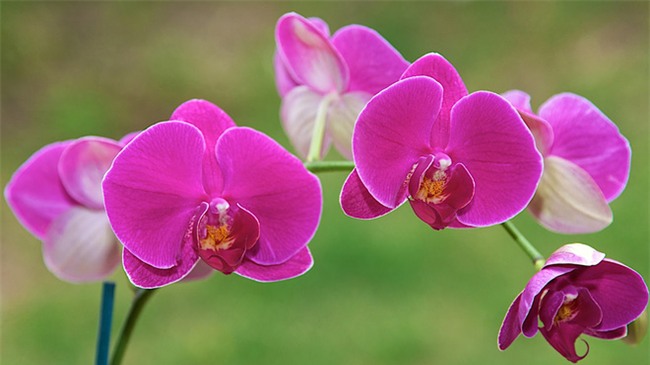 Nên chơi loại cây cảnh này vào ngày Tết để may mắn suốt năm 2017 - Ảnh 1.