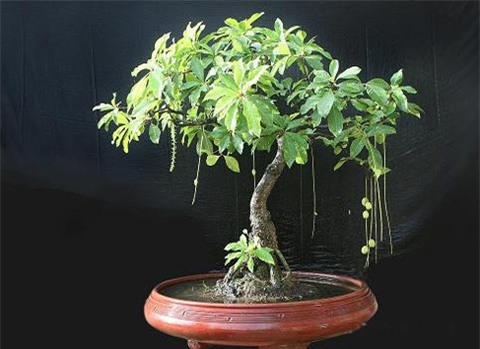 Nên chơi loại cây cảnh này vào ngày Tết để may mắn suốt năm 2017 - Ảnh 3.