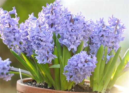 Nên chơi loại cây cảnh này vào ngày Tết để may mắn suốt năm 2017 - Ảnh 4.