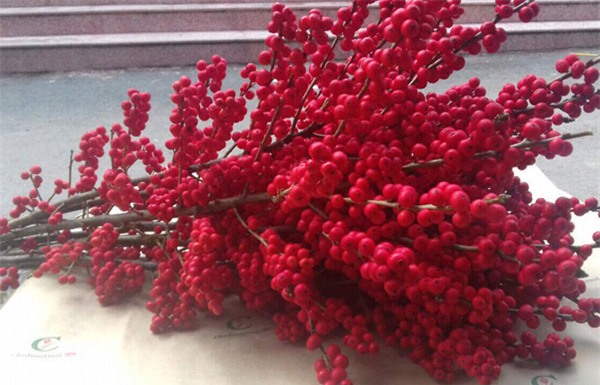 Hoa đào, hoa mai Mỹ bay ngàn km chiều đại gia Việt chơi Tết