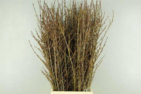 Hoa đào, hoa mai Mỹ bay ngàn km chiều đại gia Việt chơi Tết