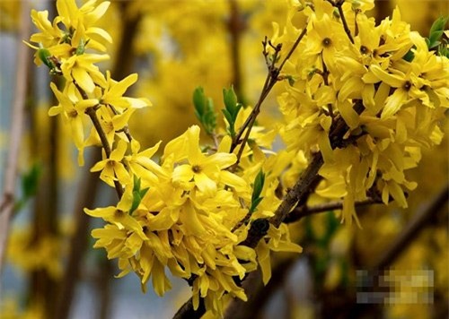 Hoa đào, hoa mai Mỹ bay ngàn km chiều đại gia Việt chơi Tết