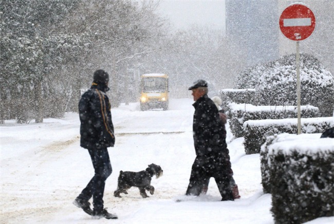 Trời quá lạnh, chú cáo đóng băng sau khi ngã xuống hồ nước - Ảnh 4.