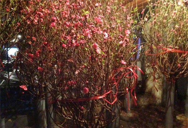 Hoa ly ế ‘cho không thèm lấy’, địa lan bạc triệu đắt khách