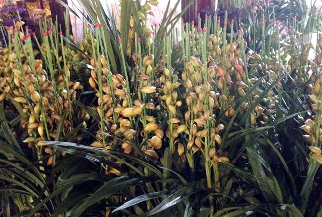 Hoa ly ế ‘cho không thèm lấy’, địa lan bạc triệu đắt khách