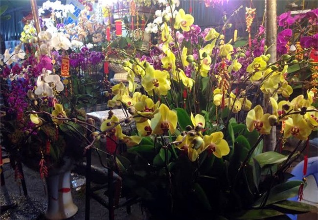 Hoa ly ế ‘cho không thèm lấy’, địa lan bạc triệu đắt khách