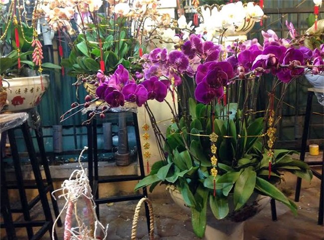 Hoa ly ế ‘cho không thèm lấy’, địa lan bạc triệu đắt khách